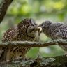 Two owls eating snake