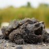 Snapping Turtles on the river