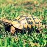 turtle walking on grass