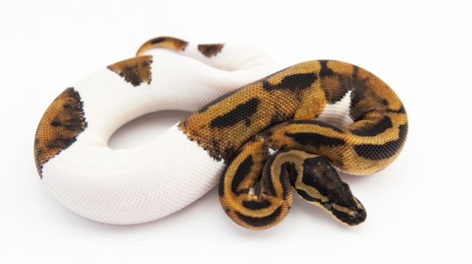 Everything you need to know about piebald ball python morph!
