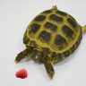 turtle and raspberry