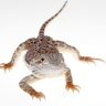 Learn about the safety of sweet potato for bearded dragons.