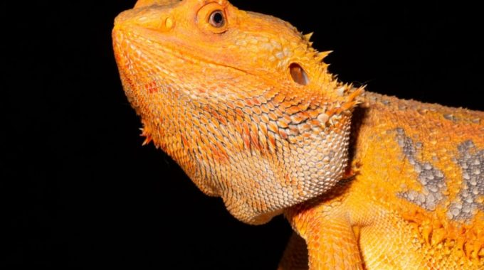 Close-up Of Orange Bearded Dragon