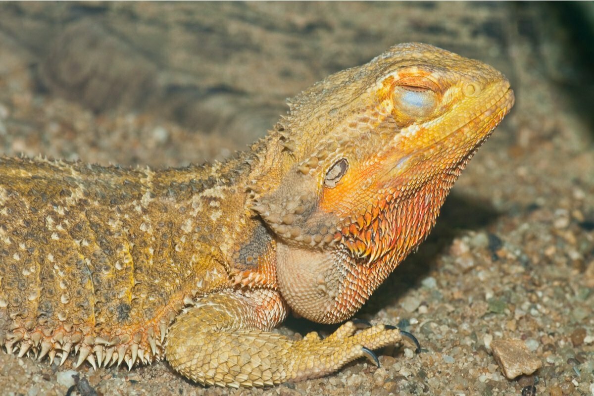 Bearded Dragon Eyes Closed The Surprising Truth PetDT