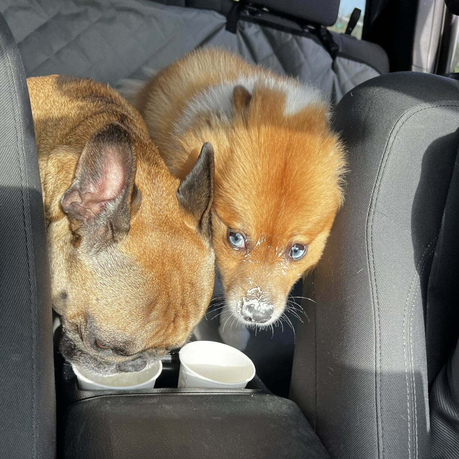 What Is A Puppuccino And How Much Does It Cost?